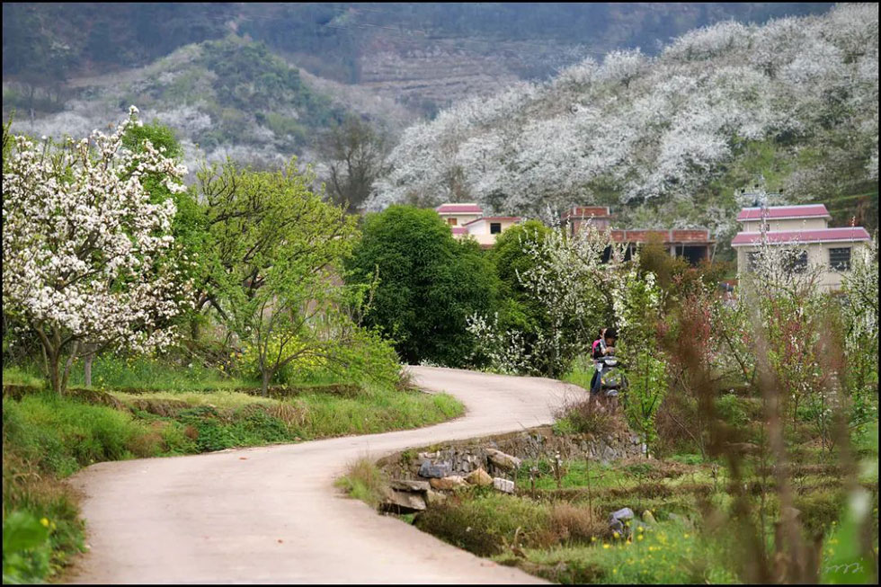 【春天,广西桂林灌阳县向您发出邀请!】我们在灌阳看梨花 - 游山玩水 - 禹州生活社区 - 禹州28生活网 yuzhou.28life.com