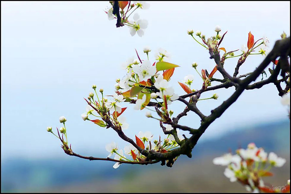 【春天,广西桂林灌阳县向您发出邀请!】我们在灌阳看梨花 - 游山玩水 - 禹州生活社区 - 禹州28生活网 yuzhou.28life.com