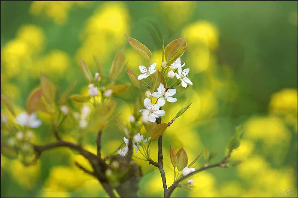 【春天,广西桂林灌阳县向您发出邀请!】我们在灌阳看梨花 - 游山玩水 - 禹州生活社区 - 禹州28生活网 yuzhou.28life.com