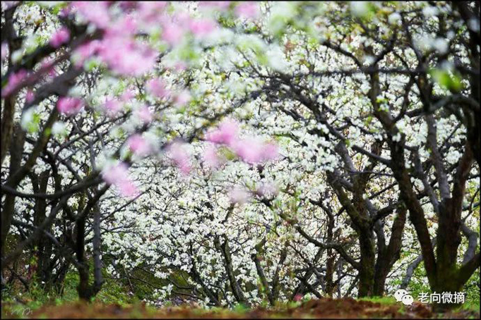 【春天,广西桂林灌阳县向您发出邀请!】我们在灌阳看梨花 - 游山玩水 - 禹州生活社区 - 禹州28生活网 yuzhou.28life.com