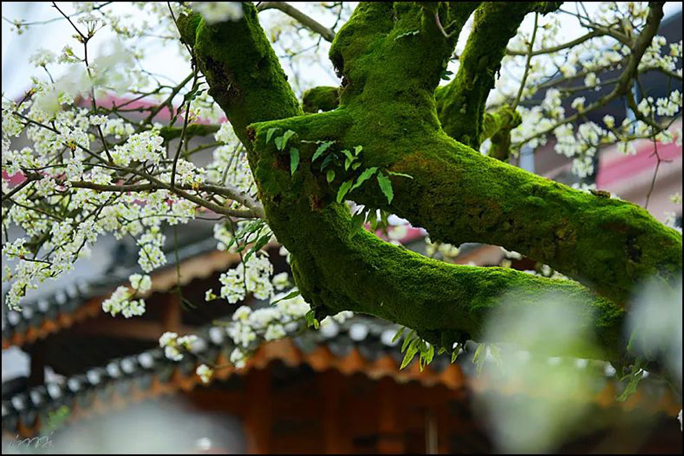 【春天,广西桂林灌阳县向您发出邀请!】我们在灌阳看梨花 - 游山玩水 - 禹州生活社区 - 禹州28生活网 yuzhou.28life.com