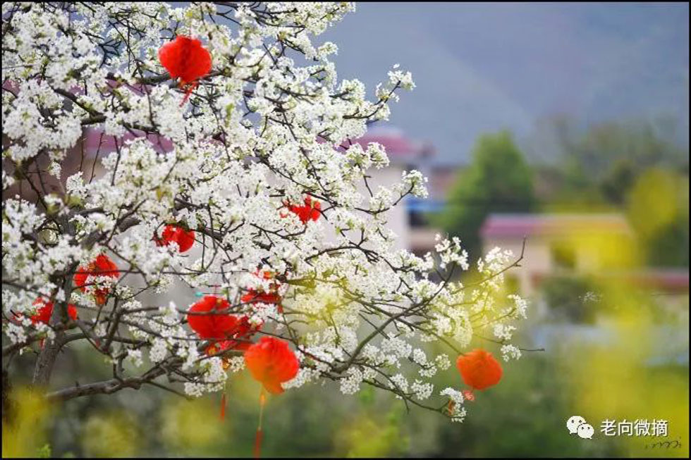 【春天,广西桂林灌阳县向您发出邀请!】我们在灌阳看梨花 - 游山玩水 - 禹州生活社区 - 禹州28生活网 yuzhou.28life.com