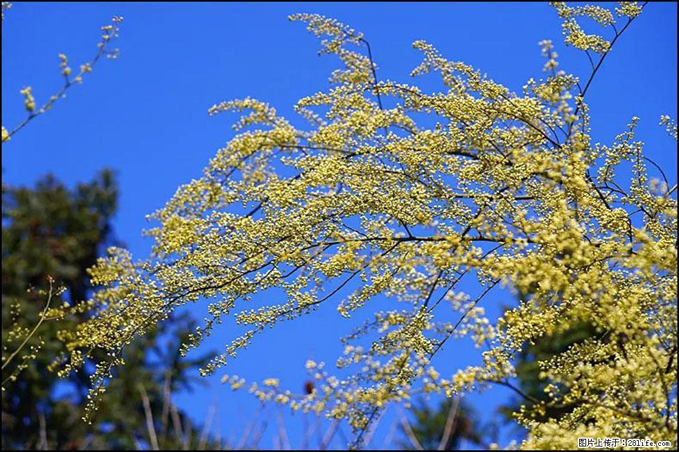 【春天,广西桂林灌阳县向您发出邀请!】米珠山前有片山苍子花在飘香 - 游山玩水 - 禹州生活社区 - 禹州28生活网 yuzhou.28life.com