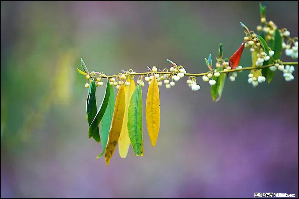 【春天,广西桂林灌阳县向您发出邀请!】米珠山前有片山苍子花在飘香 - 游山玩水 - 禹州生活社区 - 禹州28生活网 yuzhou.28life.com