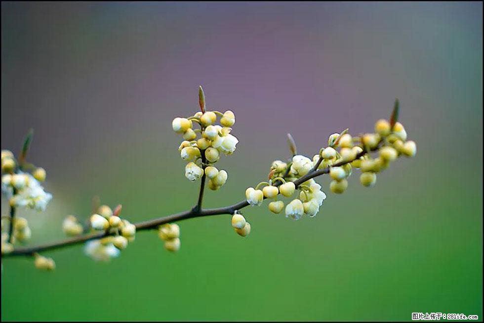 【春天,广西桂林灌阳县向您发出邀请!】米珠山前有片山苍子花在飘香 - 游山玩水 - 禹州生活社区 - 禹州28生活网 yuzhou.28life.com