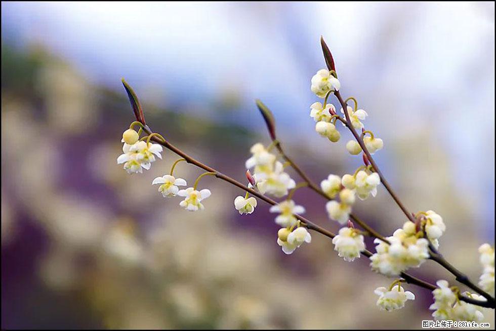 【春天,广西桂林灌阳县向您发出邀请!】米珠山前有片山苍子花在飘香 - 游山玩水 - 禹州生活社区 - 禹州28生活网 yuzhou.28life.com