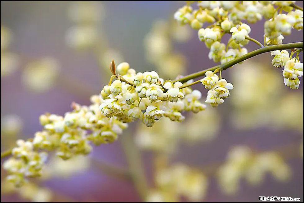 【春天,广西桂林灌阳县向您发出邀请!】米珠山前有片山苍子花在飘香 - 游山玩水 - 禹州生活社区 - 禹州28生活网 yuzhou.28life.com