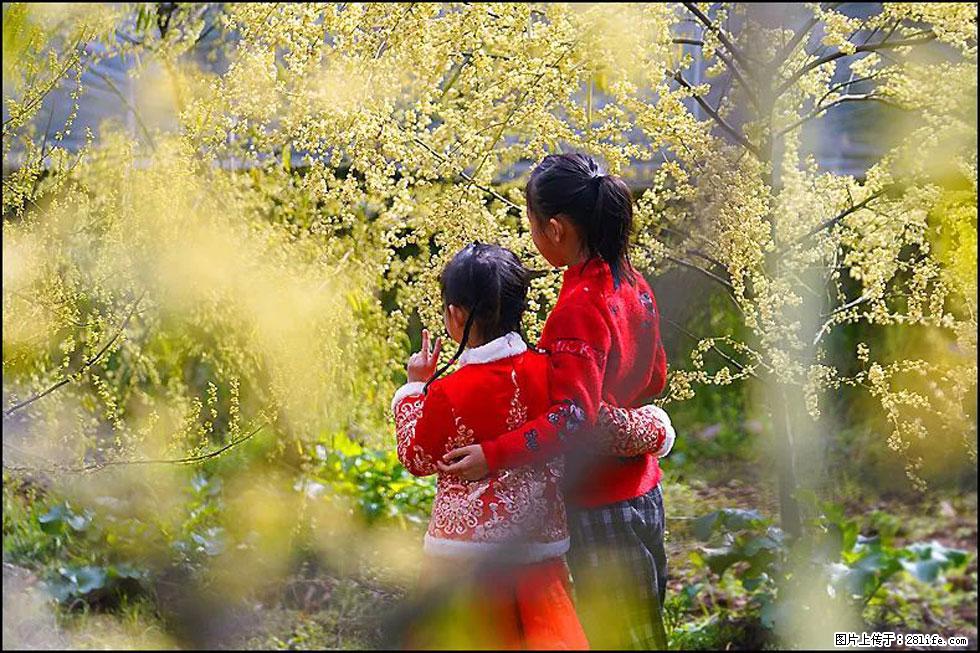 【春天,广西桂林灌阳县向您发出邀请!】米珠山前有片山苍子花在飘香 - 游山玩水 - 禹州生活社区 - 禹州28生活网 yuzhou.28life.com