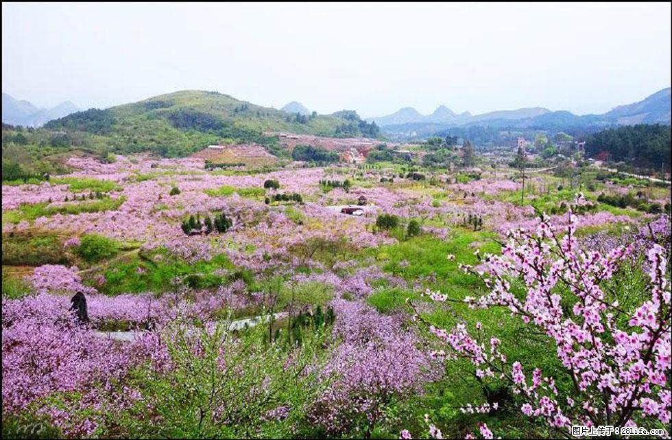 【春天，广西桂林灌阳县向您发出邀请！】官庄村有个醉美的桃花园 - 游山玩水 - 禹州生活社区 - 禹州28生活网 yuzhou.28life.com
