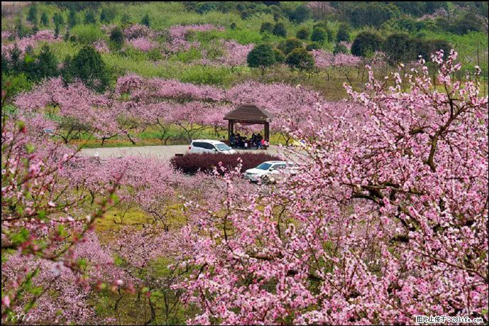 【春天，广西桂林灌阳县向您发出邀请！】官庄村有个醉美的桃花园 - 游山玩水 - 禹州生活社区 - 禹州28生活网 yuzhou.28life.com