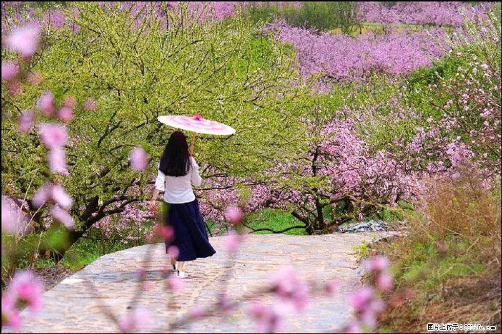 【春天，广西桂林灌阳县向您发出邀请！】官庄村有个醉美的桃花园 - 游山玩水 - 禹州生活社区 - 禹州28生活网 yuzhou.28life.com