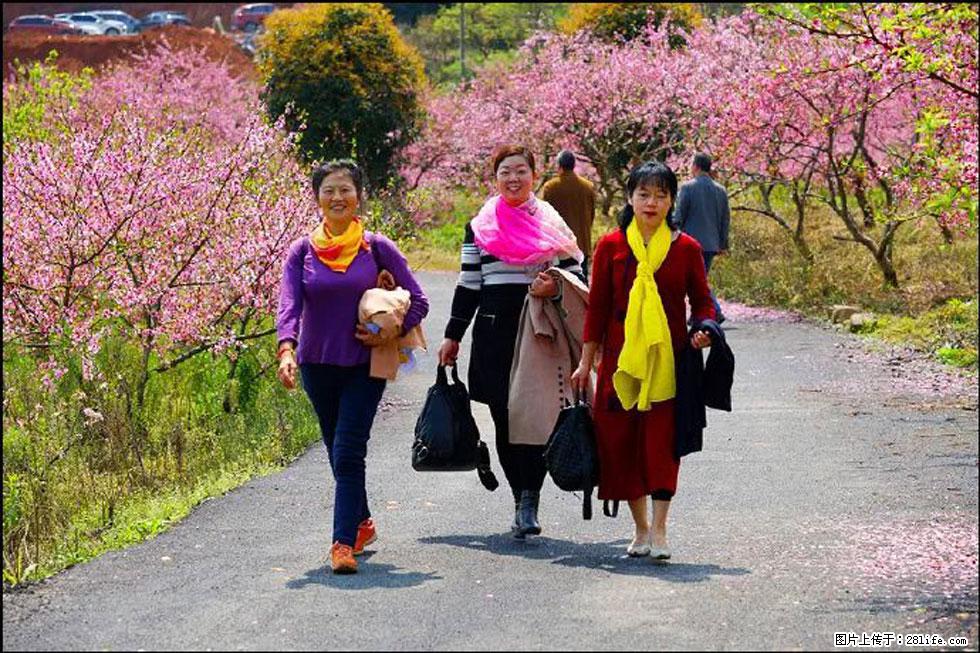 【春天，广西桂林灌阳县向您发出邀请！】官庄村有个醉美的桃花园 - 游山玩水 - 禹州生活社区 - 禹州28生活网 yuzhou.28life.com