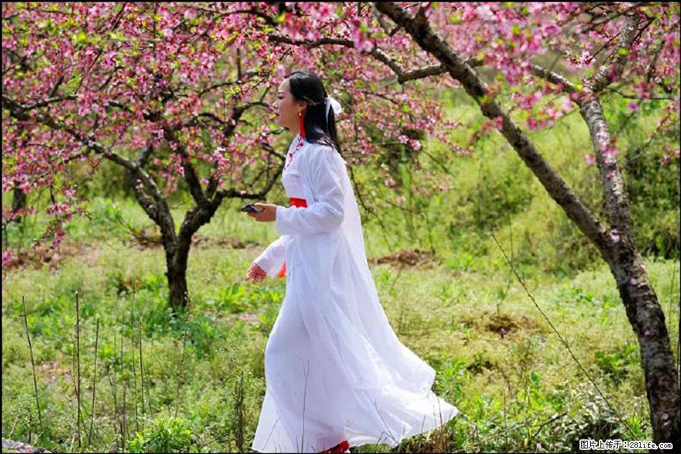 【春天，广西桂林灌阳县向您发出邀请！】官庄村有个醉美的桃花园 - 游山玩水 - 禹州生活社区 - 禹州28生活网 yuzhou.28life.com