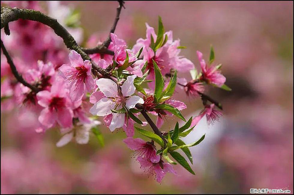 【春天，广西桂林灌阳县向您发出邀请！】官庄村有个醉美的桃花园 - 游山玩水 - 禹州生活社区 - 禹州28生活网 yuzhou.28life.com