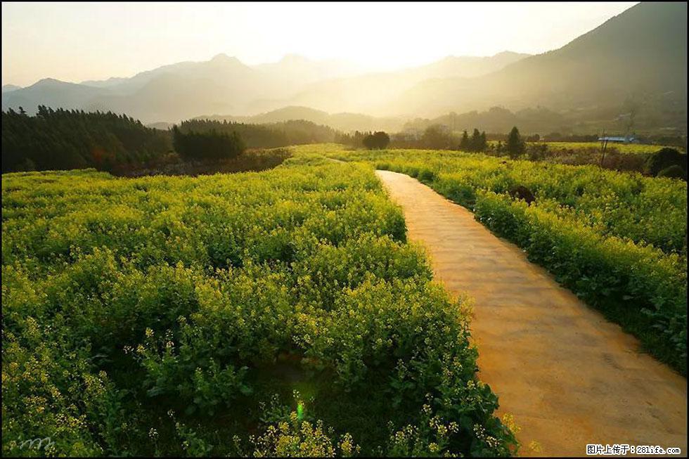 【春天,广西桂林灌阳县向您发出邀请!】长坪村油菜盛情花开 - 游山玩水 - 禹州生活社区 - 禹州28生活网 yuzhou.28life.com