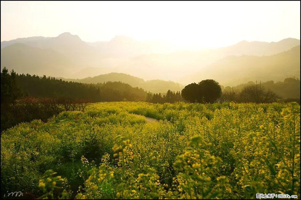 【春天,广西桂林灌阳县向您发出邀请!】长坪村油菜盛情花开 - 游山玩水 - 禹州生活社区 - 禹州28生活网 yuzhou.28life.com