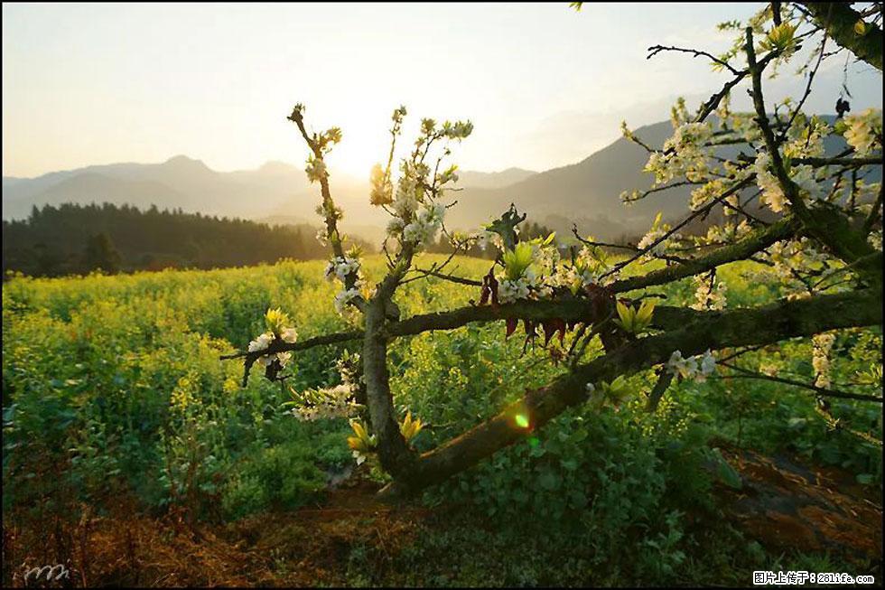 【春天,广西桂林灌阳县向您发出邀请!】长坪村油菜盛情花开 - 游山玩水 - 禹州生活社区 - 禹州28生活网 yuzhou.28life.com