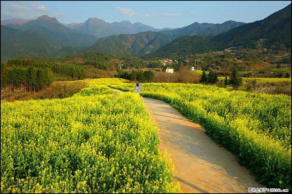 【春天,广西桂林灌阳县向您发出邀请!】长坪村油菜盛情花开 - 游山玩水 - 禹州生活社区 - 禹州28生活网 yuzhou.28life.com