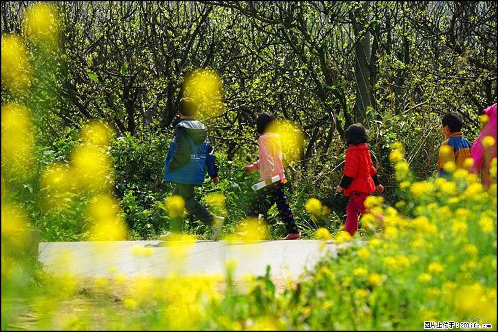 【春天,广西桂林灌阳县向您发出邀请!】长坪村油菜盛情花开 - 游山玩水 - 禹州生活社区 - 禹州28生活网 yuzhou.28life.com