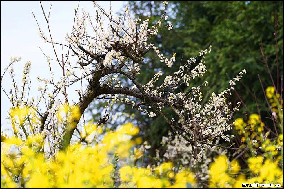 【春天,广西桂林灌阳县向您发出邀请!】长坪村油菜盛情花开 - 游山玩水 - 禹州生活社区 - 禹州28生活网 yuzhou.28life.com