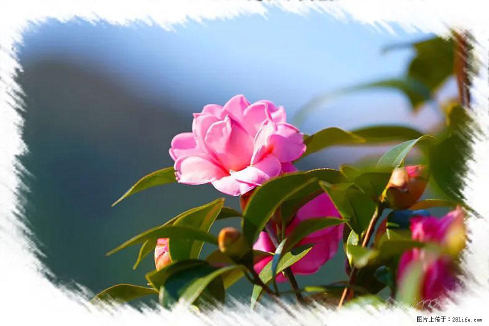 【春天,广西桂林灌阳县向您发出邀请!】杨柳井茶花惹人爱 - 游山玩水 - 禹州生活社区 - 禹州28生活网 yuzhou.28life.com