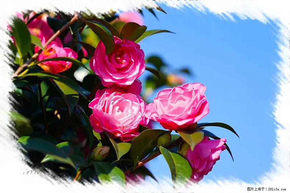 【春天,广西桂林灌阳县向您发出邀请!】杨柳井茶花惹人爱 - 游山玩水 - 禹州生活社区 - 禹州28生活网 yuzhou.28life.com