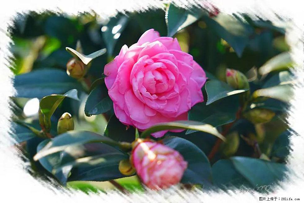 【春天,广西桂林灌阳县向您发出邀请!】杨柳井茶花惹人爱 - 游山玩水 - 禹州生活社区 - 禹州28生活网 yuzhou.28life.com