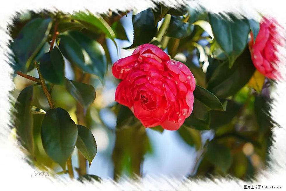 【春天,广西桂林灌阳县向您发出邀请!】杨柳井茶花惹人爱 - 游山玩水 - 禹州生活社区 - 禹州28生活网 yuzhou.28life.com