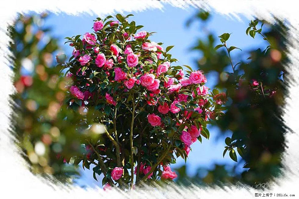 【春天,广西桂林灌阳县向您发出邀请!】杨柳井茶花惹人爱 - 游山玩水 - 禹州生活社区 - 禹州28生活网 yuzhou.28life.com