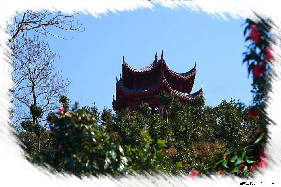 【春天,广西桂林灌阳县向您发出邀请!】杨柳井茶花惹人爱 - 游山玩水 - 禹州生活社区 - 禹州28生活网 yuzhou.28life.com