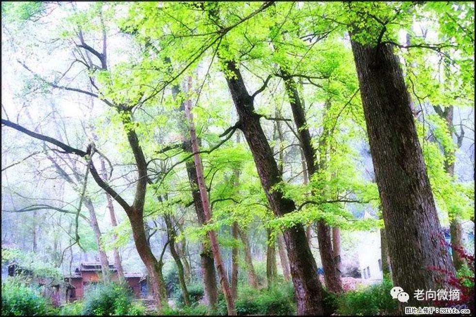 【春天,广西桂林灌阳县向您发出邀请!】在小龙村与春天约会 - 游山玩水 - 禹州生活社区 - 禹州28生活网 yuzhou.28life.com