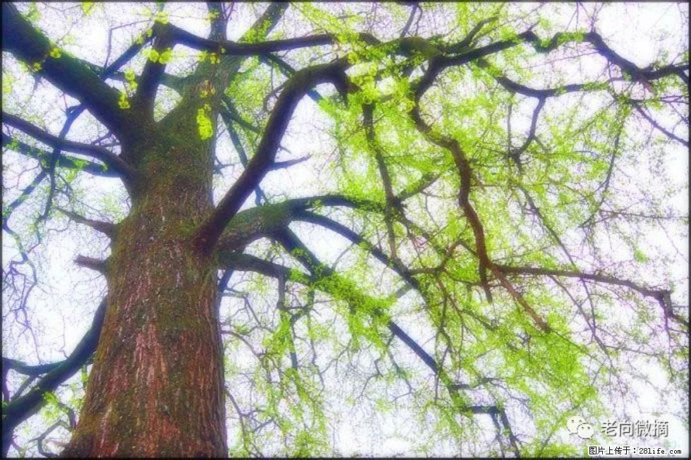 【春天,广西桂林灌阳县向您发出邀请!】在小龙村与春天约会 - 游山玩水 - 禹州生活社区 - 禹州28生活网 yuzhou.28life.com