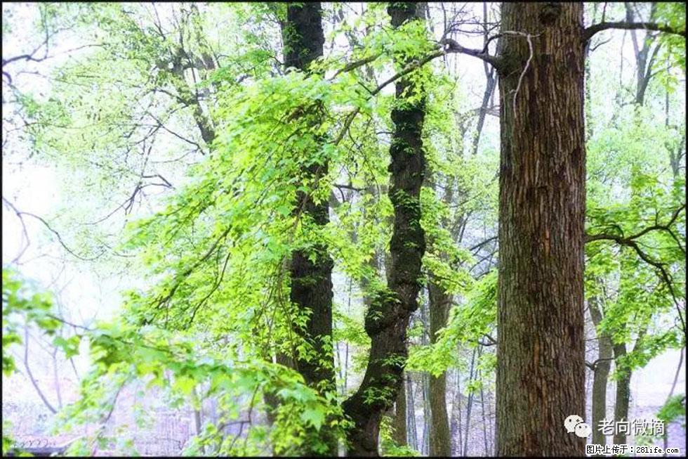 【春天,广西桂林灌阳县向您发出邀请!】在小龙村与春天约会 - 游山玩水 - 禹州生活社区 - 禹州28生活网 yuzhou.28life.com