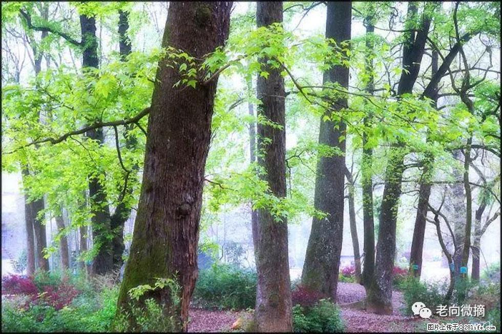 【春天,广西桂林灌阳县向您发出邀请!】在小龙村与春天约会 - 游山玩水 - 禹州生活社区 - 禹州28生活网 yuzhou.28life.com