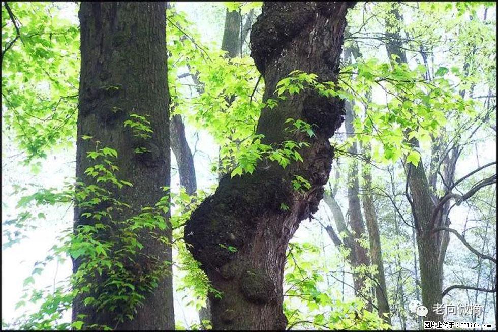 【春天,广西桂林灌阳县向您发出邀请!】在小龙村与春天约会 - 游山玩水 - 禹州生活社区 - 禹州28生活网 yuzhou.28life.com