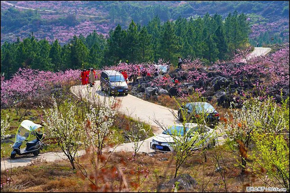 【春天，广西桂林灌阳县向您发出邀请！】望月岭上桃花开 - 游山玩水 - 禹州生活社区 - 禹州28生活网 yuzhou.28life.com