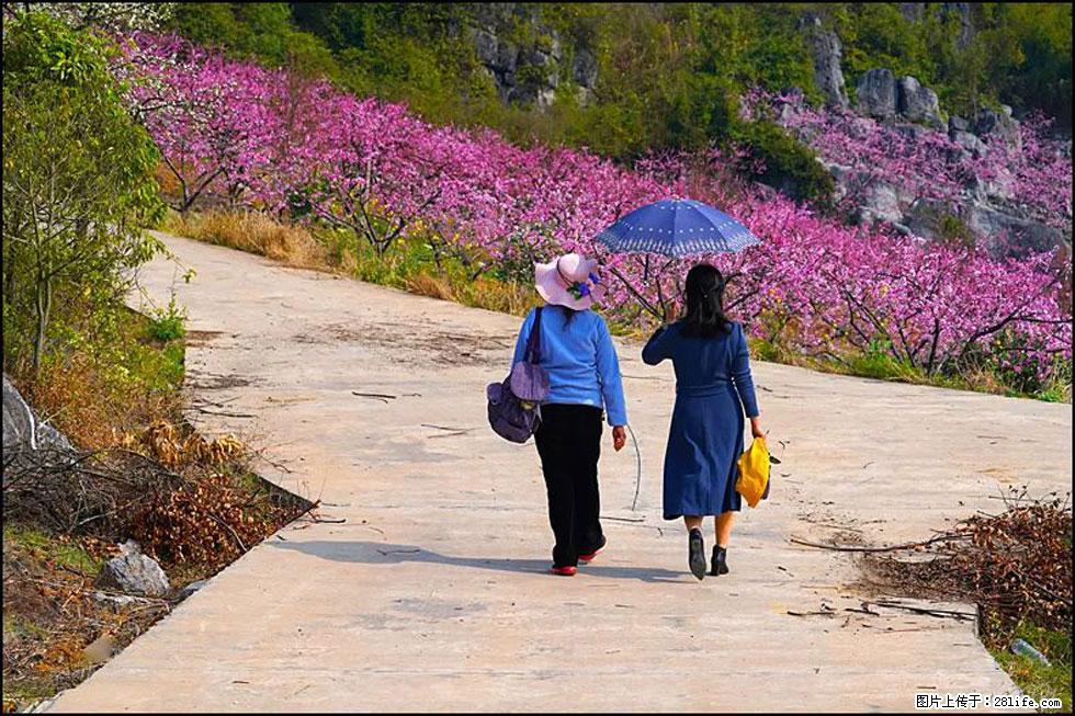 【春天，广西桂林灌阳县向您发出邀请！】望月岭上桃花开 - 游山玩水 - 禹州生活社区 - 禹州28生活网 yuzhou.28life.com