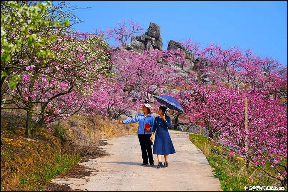 【春天，广西桂林灌阳县向您发出邀请！】望月岭上桃花开 - 游山玩水 - 禹州生活社区 - 禹州28生活网 yuzhou.28life.com