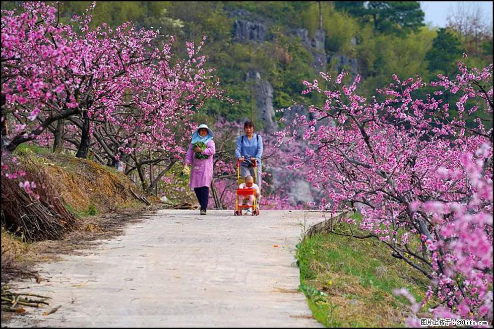 【春天，广西桂林灌阳县向您发出邀请！】望月岭上桃花开 - 游山玩水 - 禹州生活社区 - 禹州28生活网 yuzhou.28life.com