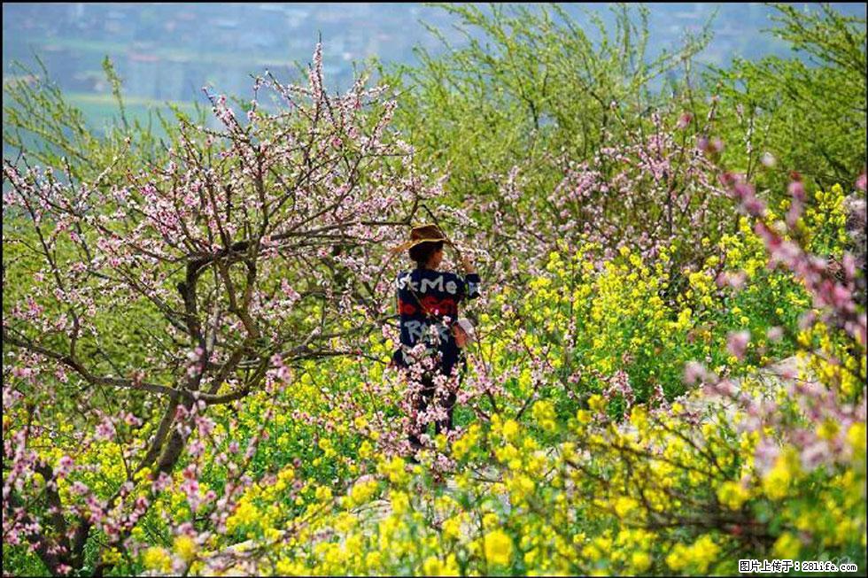 【春天，广西桂林灌阳县向您发出邀请！】望月岭上桃花开 - 游山玩水 - 禹州生活社区 - 禹州28生活网 yuzhou.28life.com