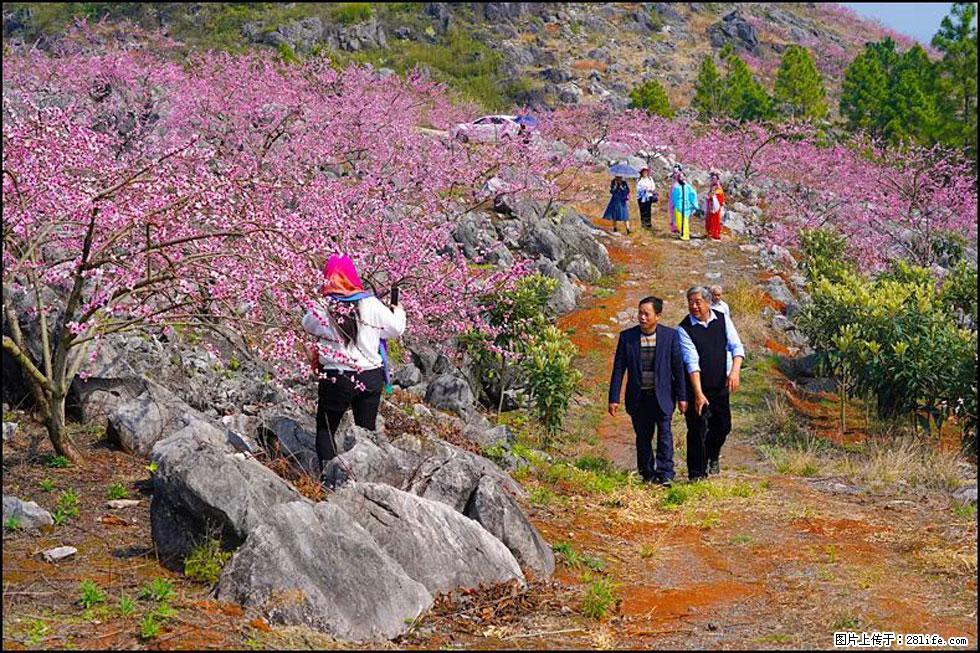 【春天，广西桂林灌阳县向您发出邀请！】望月岭上桃花开 - 游山玩水 - 禹州生活社区 - 禹州28生活网 yuzhou.28life.com