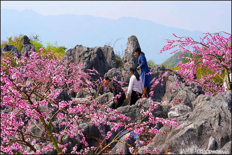 【春天，广西桂林灌阳县向您发出邀请！】望月岭上桃花开 - 游山玩水 - 禹州生活社区 - 禹州28生活网 yuzhou.28life.com
