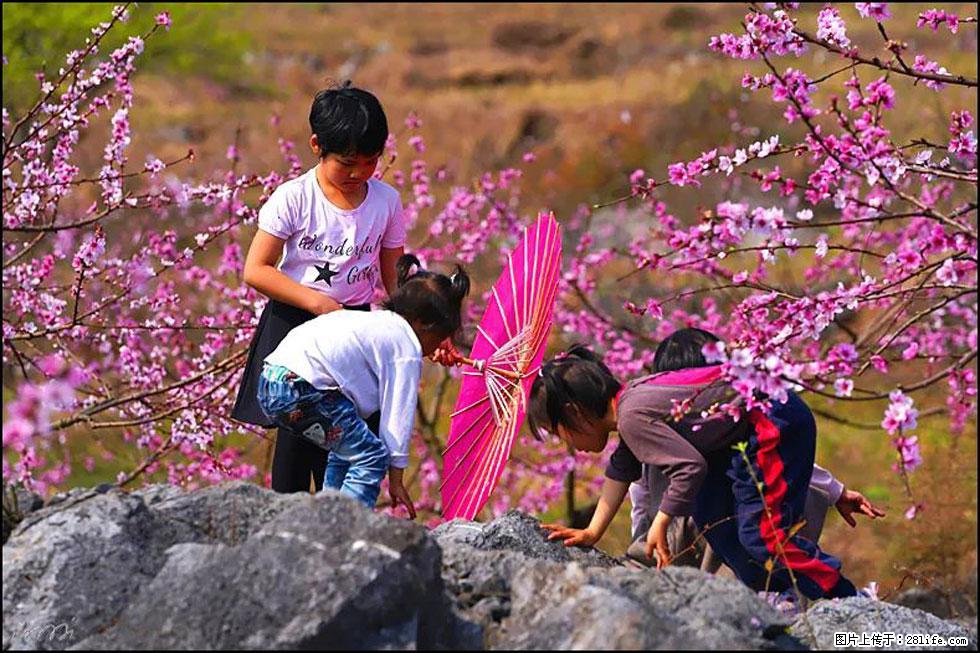【春天，广西桂林灌阳县向您发出邀请！】望月岭上桃花开 - 游山玩水 - 禹州生活社区 - 禹州28生活网 yuzhou.28life.com