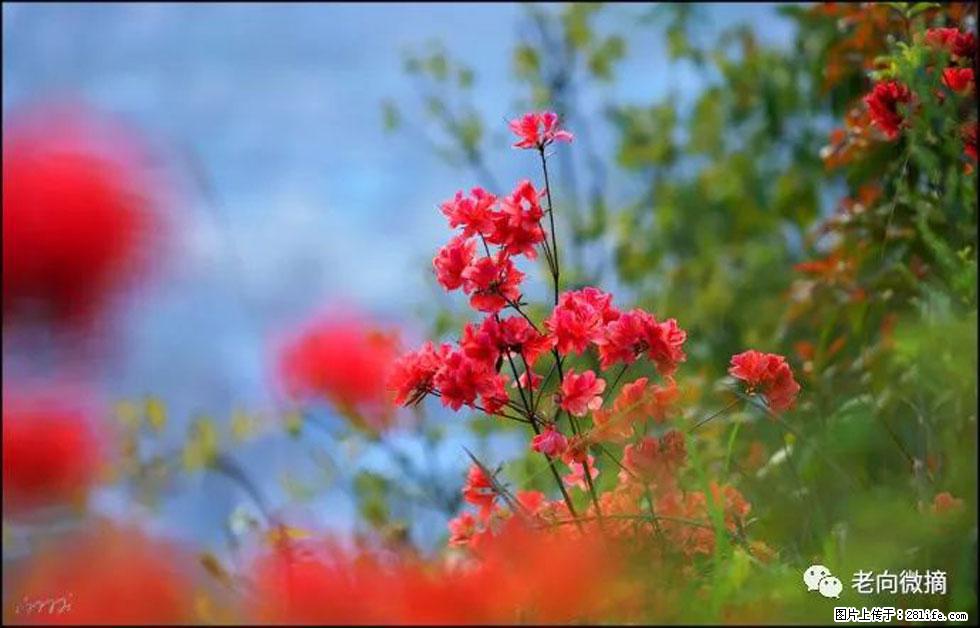 【春天,广西桂林灌阳县向您发出邀请!】登麒麟山,相约映山红 - 游山玩水 - 禹州生活社区 - 禹州28生活网 yuzhou.28life.com