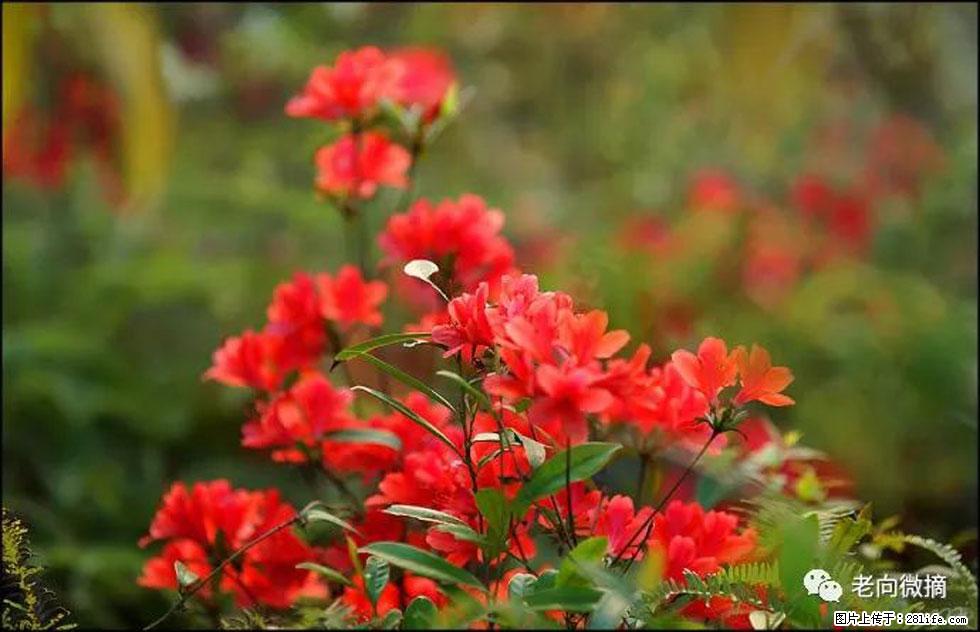【春天,广西桂林灌阳县向您发出邀请!】登麒麟山,相约映山红 - 游山玩水 - 禹州生活社区 - 禹州28生活网 yuzhou.28life.com