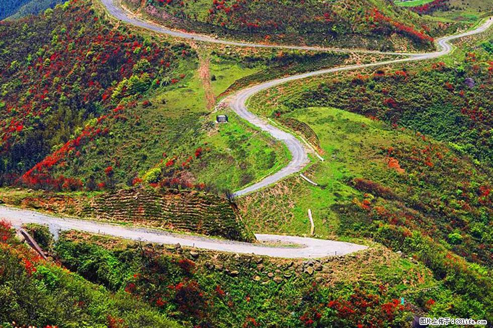 【春天,广西桂林灌阳县向您发出邀请!】春木界上映山红 - 游山玩水 - 禹州生活社区 - 禹州28生活网 yuzhou.28life.com