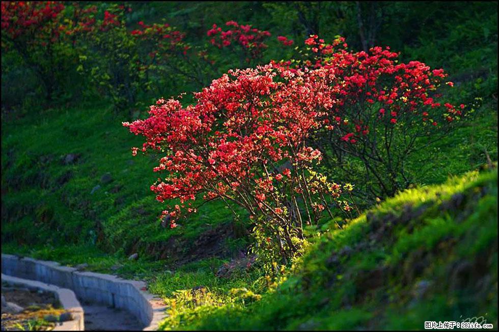 【春天,广西桂林灌阳县向您发出邀请!】春木界上映山红 - 游山玩水 - 禹州生活社区 - 禹州28生活网 yuzhou.28life.com