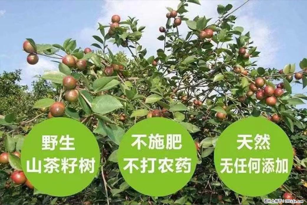 【灌阳县油茶产业示范区】一个有着充实的精神生活的人，对待身外之物自会有一种淡泊的态度 - 美食天地 - 禹州生活社区 - 禹州28生活网 yuzhou.28life.com