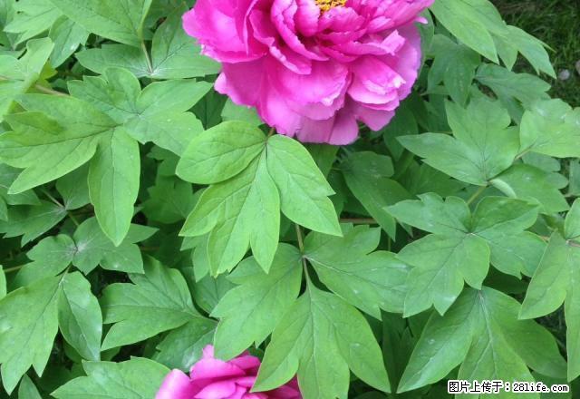 一站家属院 简装修两室 拎包入住 - 房屋出租 - 房屋租售 - 禹州分类信息 - 禹州28生活网 yuzhou.28life.com