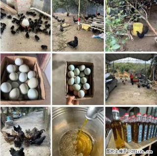 油茶园从小鸡仔开始养起的纯土鸡、土鸡蛋可以预定啦！还有前几天刚榨的纯山茶油哦 - 禹州28生活网 yuzhou.28life.com